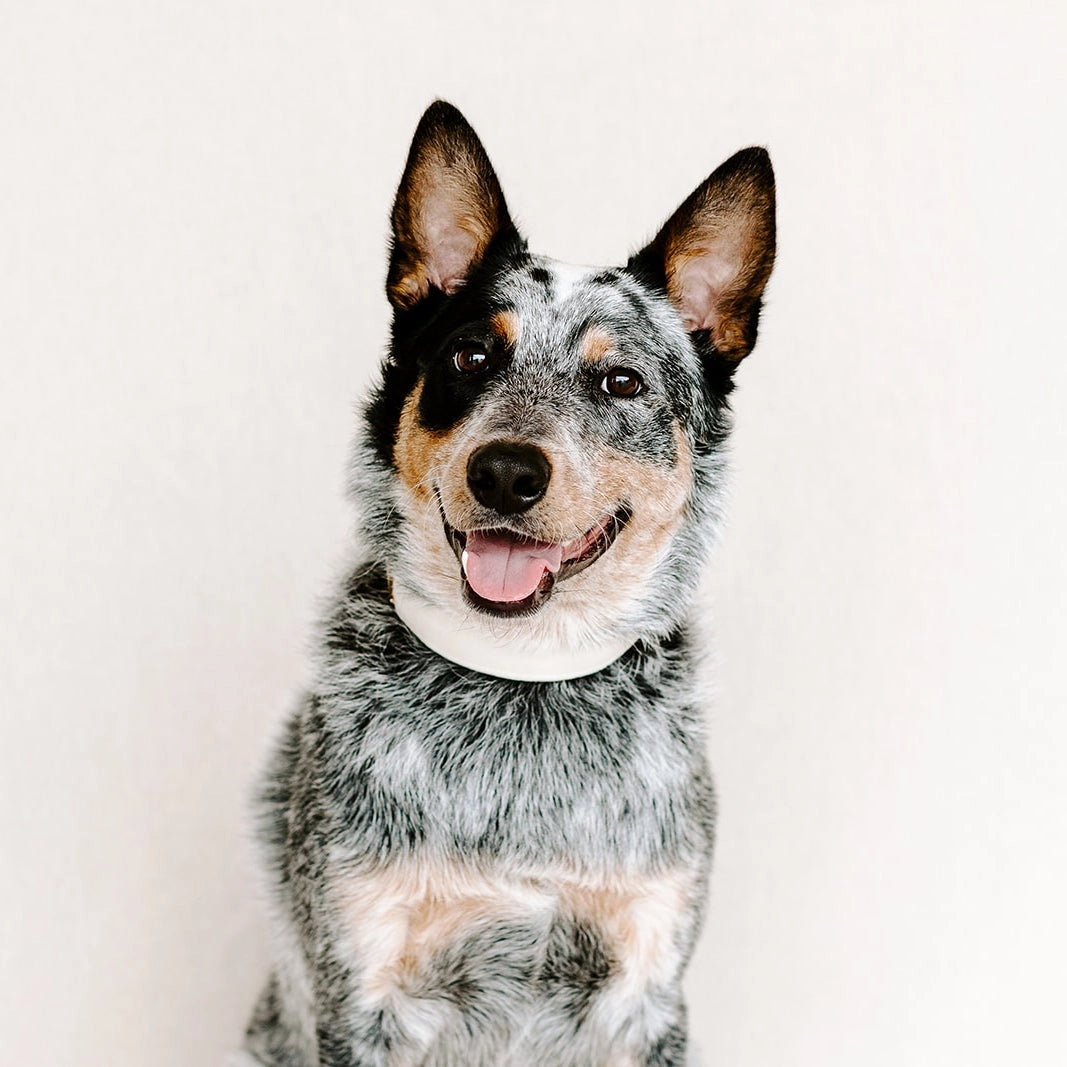 Ivory & Gold Velvet Dog Collar - Giftware - The Foggy Dog