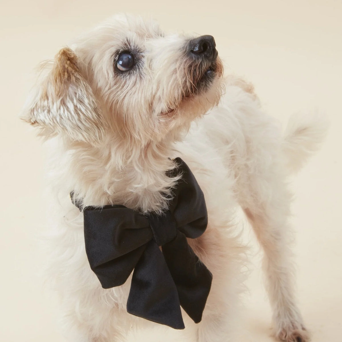 Black Velvet Dog Bow - Giftware - The Foggy Dog
