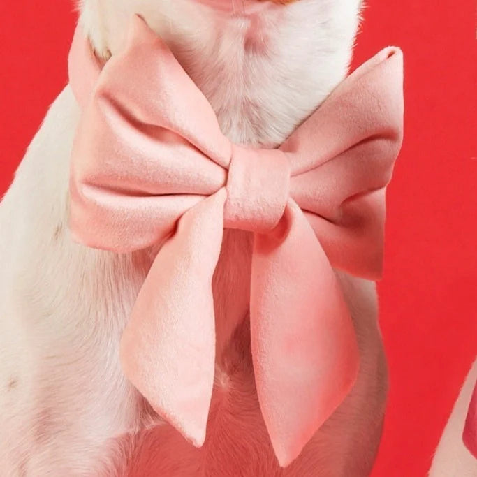 Blush Pink Velvet Dog Bow - Giftware - The Foggy Dog