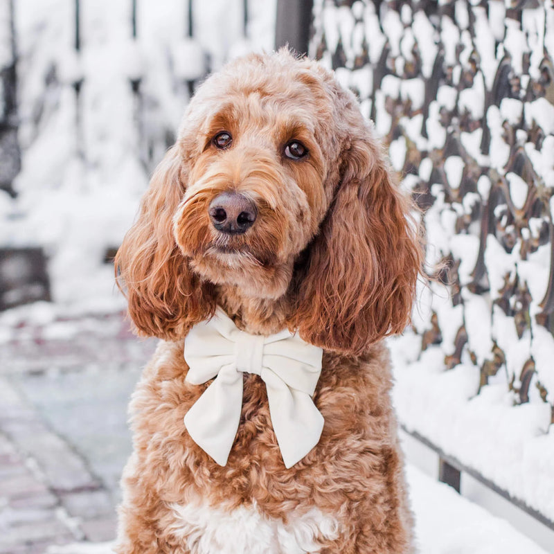 Ivory Velvet Dog Bow - Giftware - The Foggy Dog
