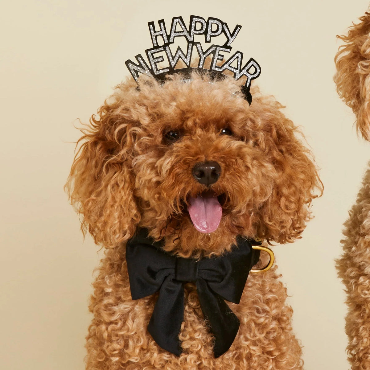 Black Velvet Dog Bow - Giftware - The Foggy Dog